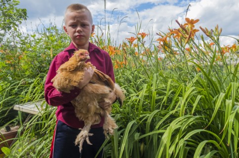 Caucasian boy holding chicken on farm