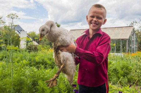 Caucasian boy holding duck on farm