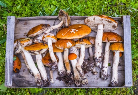 Fresh picked mushrooms on wooden tray