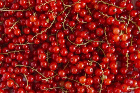 Close up of red berries