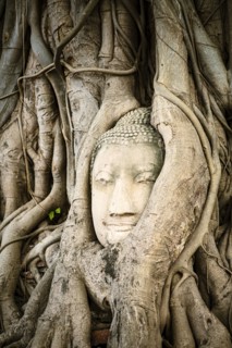 Tree roots surrounding face of Buddha statue