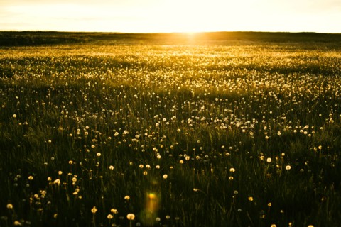 Sun rising over field of flowers