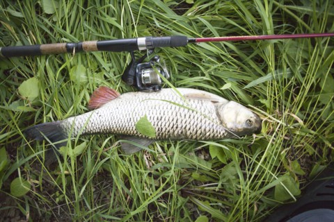 Close up of fish and fishing pole on grass