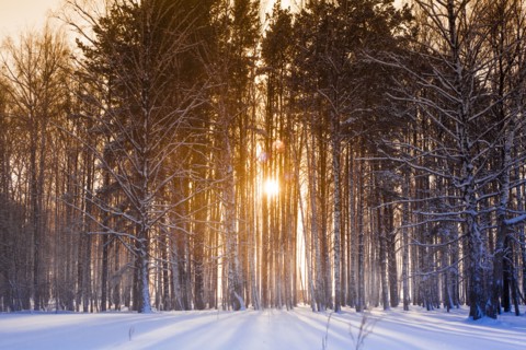 Sun shining through trees in snowy forest