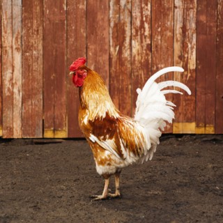 Rooster standing in dirt yard