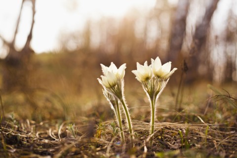 Close up of flowers blooming in forest