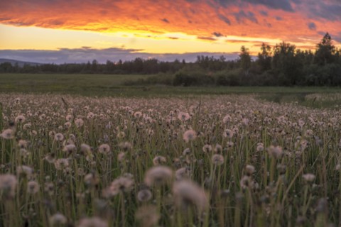 Tall weeds growing in rural field