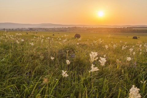 Tall grass growing in rural field at sunset