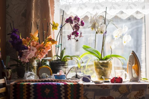 Potted plants on table near window