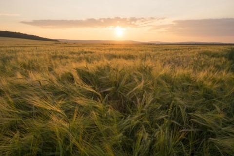 Field of tall grass at sunset