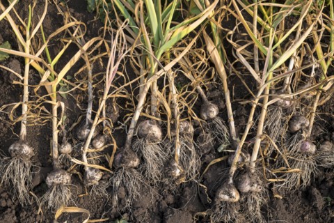 Bulbs laying in soil