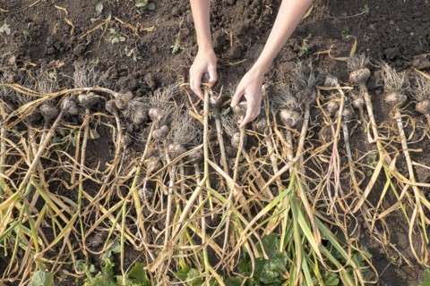 Hands of Caucasian woman arranging bulbs in soil