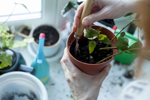 Hands of Caucasian woman mixing soil in potted plant