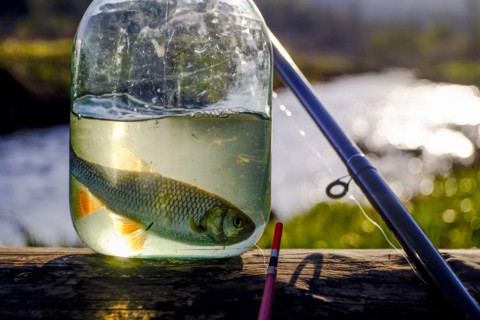 Fish in jar near fishing rod