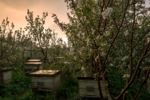 Bee hives near flowering trees