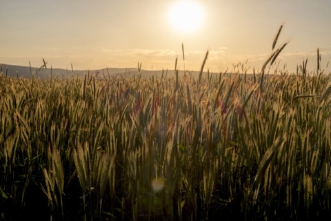 Field of wheat at sunset