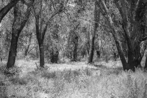 Trees in dense forest