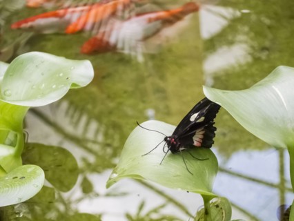 Butterfly on leaf over Koi pond