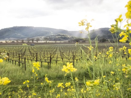 Yellow flowers near vineyard