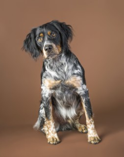 Portrait of sitting dog