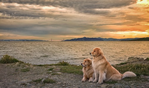 Dogs relaxing on beach at sunset