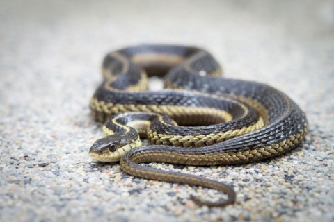 Portrait of snake