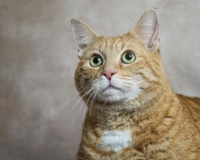 Portrait of cat