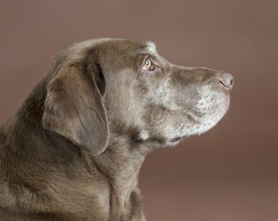 Portrait of dog