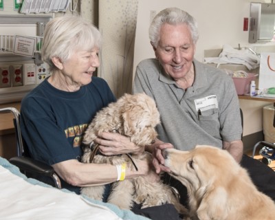 Caucasian couple enjoying therapy dogs