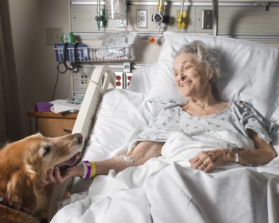 Caucasian woman in hospital petting therapy dog