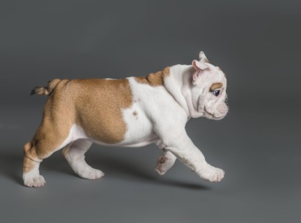 Puppy walking