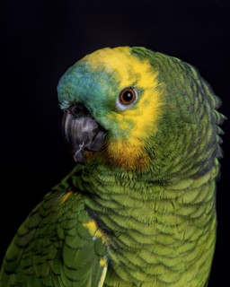 Portrait of colorful parrot