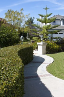Curved hedge along curving sidewalk in lawn