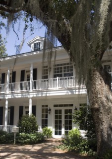 Large tree outside plantation house