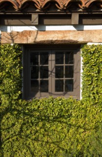 Spanish Style Exterior Wall Covered in Greenery