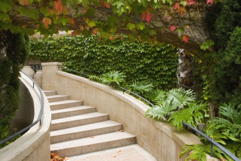 View of steps surrounded with foliage.