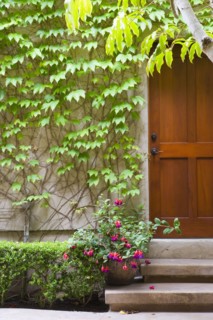 Detail of wooden door with ivy covered wall.