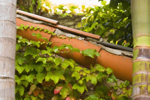 Side detail of red tile roofline with ivy.