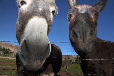 Close up of donkeys at barbed wire fence