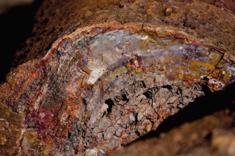 Close up of petrified stump
