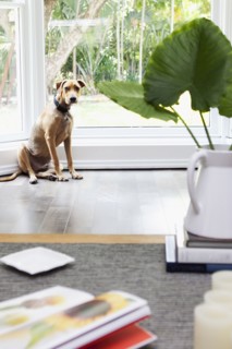 Obedient dog waiting near window