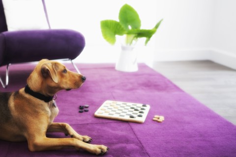Dog laying near chess board in living room