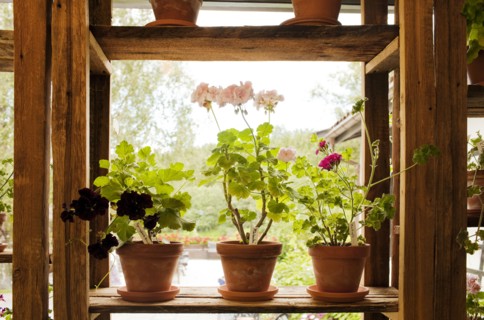 Potted plants with flowers on wooden shelf