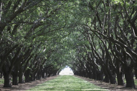 Trees arching over rural path