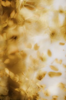 Blurred view of autumn leaves
