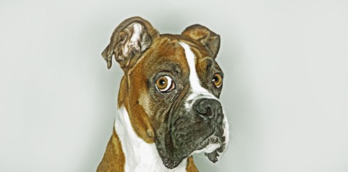 Close up of dog's face