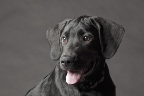 Close up of dog's panting face