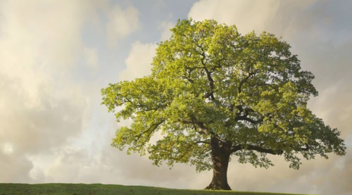 Tree growing on rural hillside