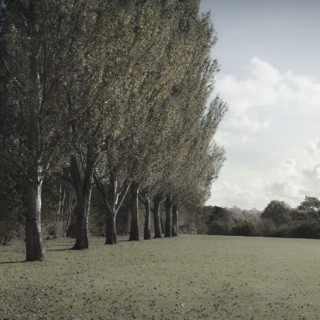 Trees growing in line in rural field