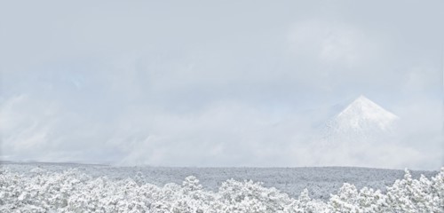Trees in snowy landscape